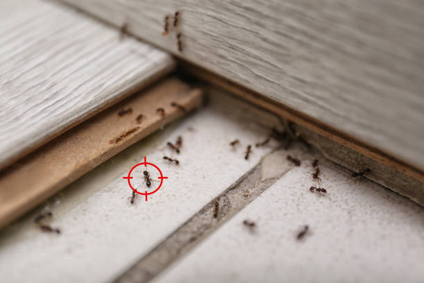 Best Spider Control Near Me  in Bacliff, TX