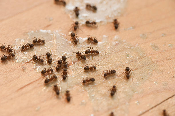 Best Pest Inspection Near Me  in Bacliff, TX