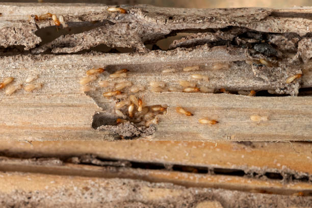  Bacliff, TX Pest Control Pros